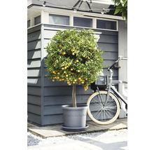 Mediterrane citrusboom in een grijze kunststof pot voor een houten tuinhuisje naast een fiets.