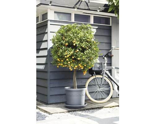 Mediterrane citrusboom in een grijze kunststof pot voor een houten tuinhuisje naast een fiets.