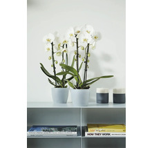 Twee witte Phalaenopsis orchideeën in grijze potten op een plank naast kandelaars en boeken in modern design.