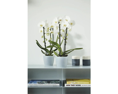 Twee witte Phalaenopsis orchideeën in grijze potten op een plank naast kandelaars en boeken in modern design.