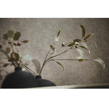 Vliesbehang met fijne textieloptiek en voelbare geweven structuur.