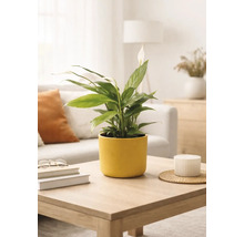 Lepelplant Spathiphyllum in een gele keramische pot op een houten salontafel in een lichte, modern ingerichte woonkamer.