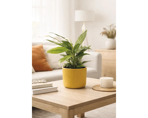 Lepelplant Spathiphyllum in een gele keramische pot op een houten salontafel in een lichte, modern ingerichte woonkamer.