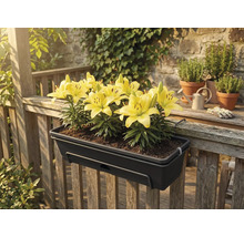 Donkergrijze balkonbak met gele lelies, hangend aan een houten reling op een terras.