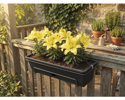 Donkergrijze balkonbak met gele lelies, hangend aan een houten reling op een terras.