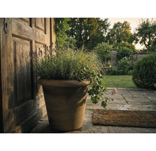 Grote terracotta bloempot met lavendel, siergras en geraniums naast een houten deur op een stenen terras in de tuin.