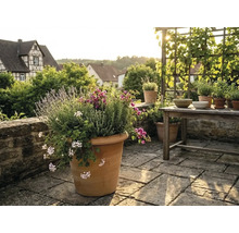 Grote terracotta plantenpot op een stenen terras met lavendel en kruiden, een houten tafel en klimrek op de achtergrond.