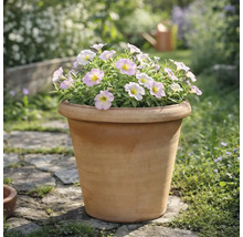 Terracotta plantenbak met lichtroze bloemen in een tuin op een stenen pad.