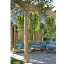 Terras met houten pergola, hangende varens, blauw gestreept zonnescherm en een lichtblauwe hoekbank op bestrating.
