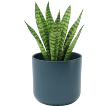 Sansevieria vrouwentongen in een ronde donkerblauwe keramische pot. Kamerplant met rechtopstaande bladeren met patroon.