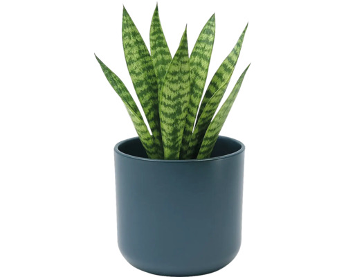 Sansevieria vrouwentongen in een ronde donkerblauwe keramische pot. Kamerplant met rechtopstaande bladeren met patroon.