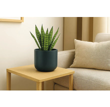 Sansevieria in een donkerblauwe bloempot op een houten bijzetafel naast een bank in een lichte, moderne woonkamer.