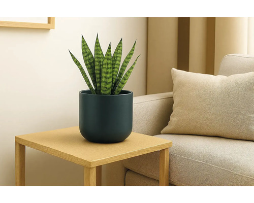 Sansevieria in een donkerblauwe bloempot op een houten bijzetafel naast een bank in een lichte, moderne woonkamer.