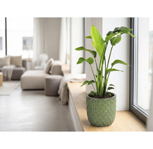 Kamerplant Strelitzia in groene keramieken pot op een vensterbank in een lichte woonkamer.