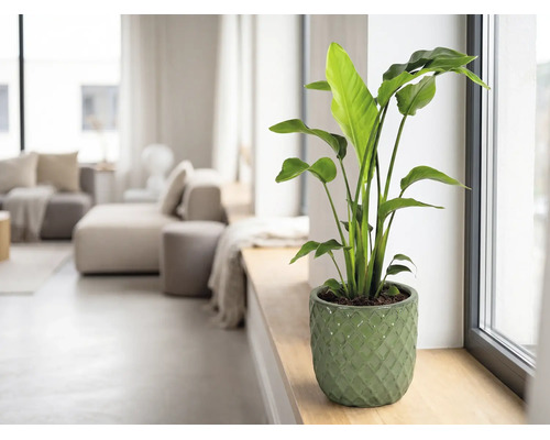 Kamerplant Strelitzia in groene keramieken pot op een vensterbank in een lichte woonkamer.