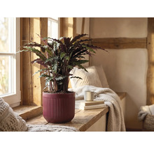 Kamerplant Calathea rufibarba in een rode keramische pot met ribbels op een houten vensterbank in een lichte, rustieke kamer.