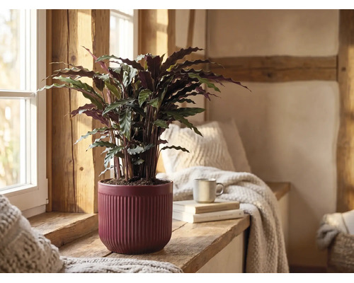 Kamerplant Calathea rufibarba in een rode keramische pot met ribbels op een houten vensterbank in een lichte, rustieke kamer.