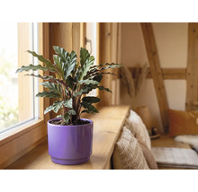 Kamerplant met golvende bladeren in een paarse bloempot op een houten vensterbank in een lichte kamer.
