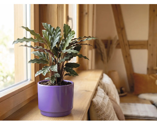 Kamerplant met golvende bladeren in een paarse bloempot op een houten vensterbank in een lichte kamer.