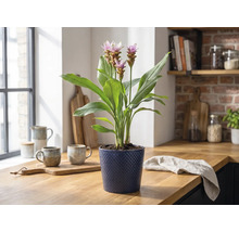 Bloeiende Curcuma kamerplant in een blauwe pot met textuur op een houten aanrecht in een lichte keuken.