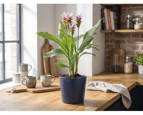 Bloeiende Curcuma kamerplant in een blauwe pot met textuur op een houten aanrecht in een lichte keuken.