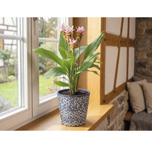Kamerplant Curcuma met roze bloemen in gedecoreerde pot op houten vensterbank in een lichte kamer.