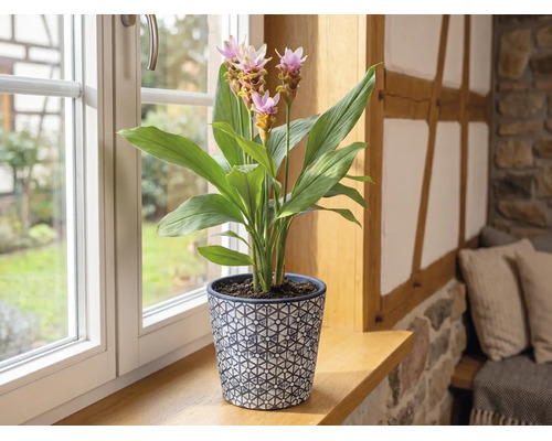 Kamerplant Curcuma met roze bloemen in gedecoreerde pot op houten vensterbank in een lichte kamer.