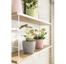 Moderne houten plank aan een witte metalen constructie met diverse kamerplanten in ronde bloempotten van Lechuza.
