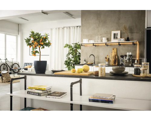 Lichte keuken in industriële stijl met een citrusboompje in een plantenpot op het aanrecht en rekken van buisverbindingen.