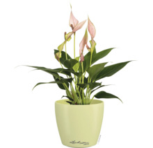 Lepelplant Spathiphyllum met roze bloemen in een lichtgroene plantenpot met Lechuza logo.