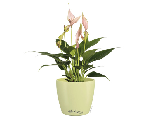 Lepelplant Spathiphyllum met roze bloemen in een lichtgroene plantenpot met Lechuza logo.