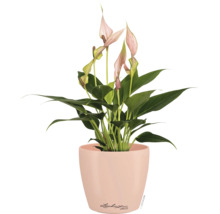 Anthurium met roze bloemen in een ronde Lechuza Deco plantenpot.