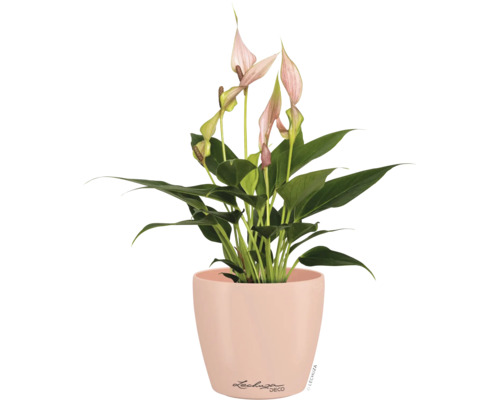 Anthurium met roze bloemen in een ronde Lechuza Deco plantenpot.