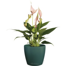 Kamerplant Anthurium met roze bloemen in een donkergroene ronde bloempot, Lechuza Logo.