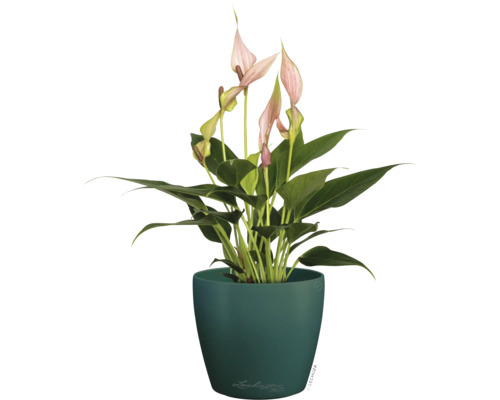 Kamerplant Anthurium met roze bloemen in een donkergroene ronde bloempot, Lechuza Logo.