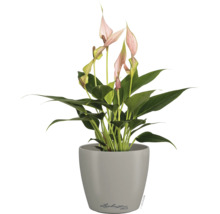 Anthurium kamerplant met roze bloemen in een grijze plantenpot, Lechuza Deco Logo.