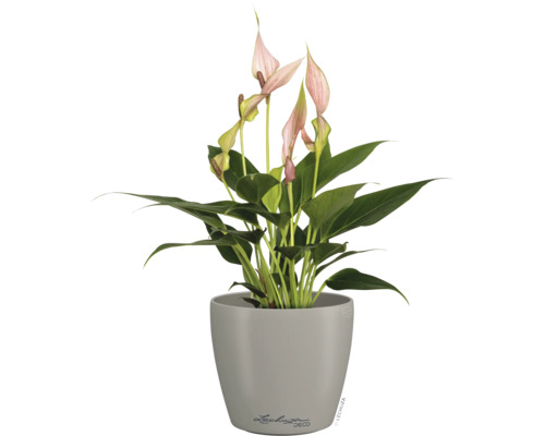 Anthurium kamerplant met roze bloemen in een grijze plantenpot, Lechuza Deco Logo.