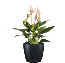 Anthurium met lichtroze bloemen in een zwarte Lechuza pot.
