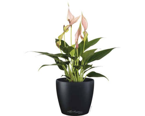 Anthurium met lichtroze bloemen in een zwarte Lechuza pot.
