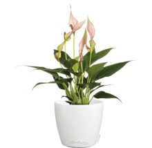 Kamerplant Spathiphyllum met roze bloemen in een witte ronde Lechuza plantenpot.