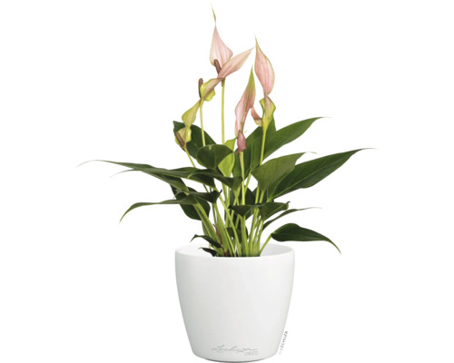 Kamerplant Spathiphyllum met roze bloemen in een witte ronde Lechuza plantenpot.