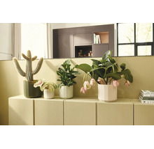 Diverse kamerplanten in bloempotten op een licht dressoir, waaronder een cactus en een Medinilla met hangende bloemen.