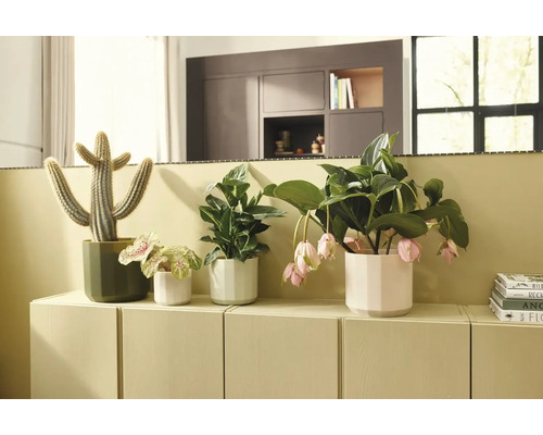 Diverse kamerplanten in bloempotten op een licht dressoir, waaronder een cactus en een Medinilla met hangende bloemen.