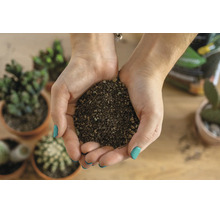 Handen houden mineraal plantensubstraat vast voor cactussen en vetplanten boven een tafel met diverse potplanten.