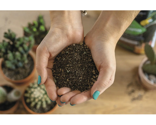 Handen houden mineraal plantensubstraat vast voor cactussen en vetplanten boven een tafel met diverse potplanten.