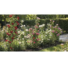 Vijf zwarte metalen klimplantenrekken met ronde boog, begroeid met rode, roze en witte klimrozen in een tuin.