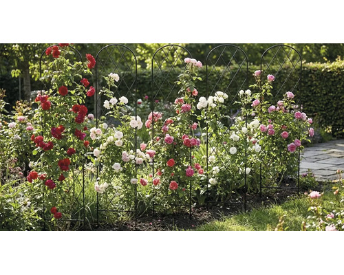 Vijf zwarte metalen klimplantenrekken met ronde boog, begroeid met rode, roze en witte klimrozen in een tuin.