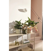 Moderne metalen stelling met kamerplanten in keramische potten en boeken in een lichte, georganiseerde woonruimte.