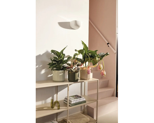 Moderne metalen stelling met kamerplanten in keramische potten en boeken in een lichte, georganiseerde woonruimte.