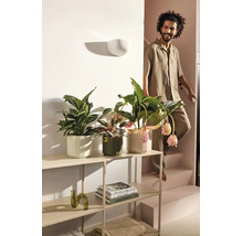 Drie verschillende kamerplanten in decoratieve bloempotten op een metalen stellingkast naast een trap in een lichte woonkamer.